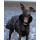 DRYROBE Dog Coat Hundemantel Schwarz Camo XS